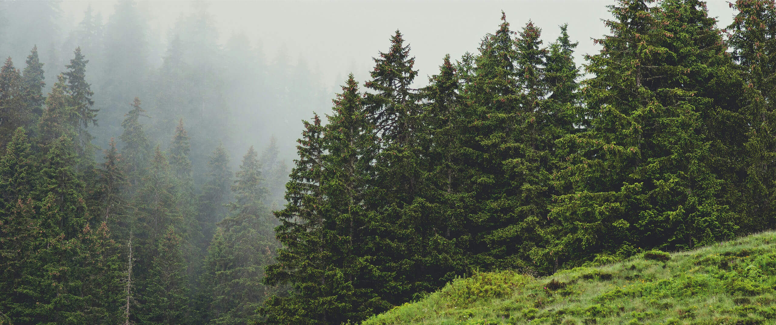 Wald in Nebel gehüllt